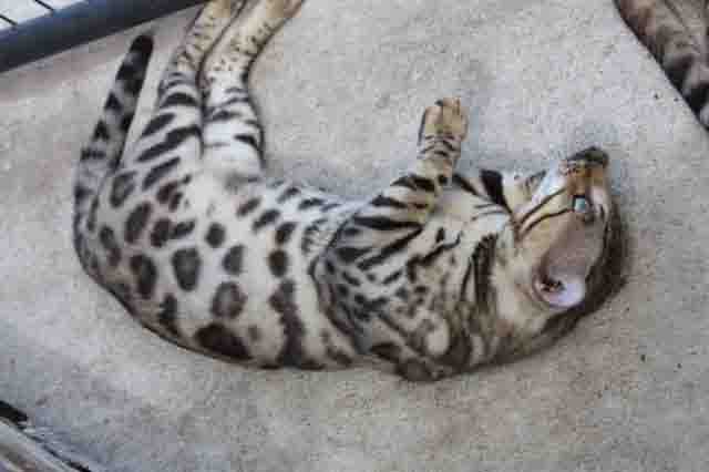 Bengal Cats For Sale In Dallas Texas Bengal Cats For Sale In Dallas Texas