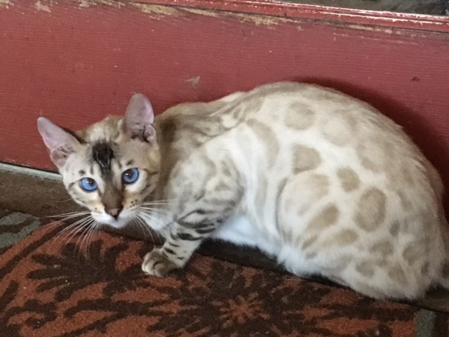 Exotic Cats For Sale In San Antonio Texas Exotic Cats For Sale In San Antonio Texas