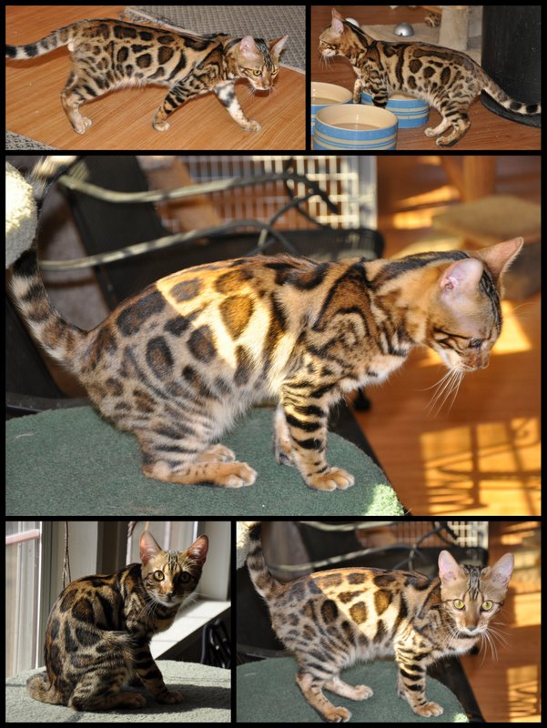 Exotic Cats For Sale In Dallas Tx Exotic Cats For Sale In Dallas Tx